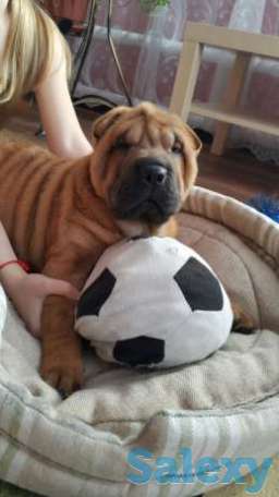 Продам, фотография 1