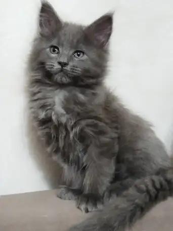 Мейн Кун девочка, фотография 1