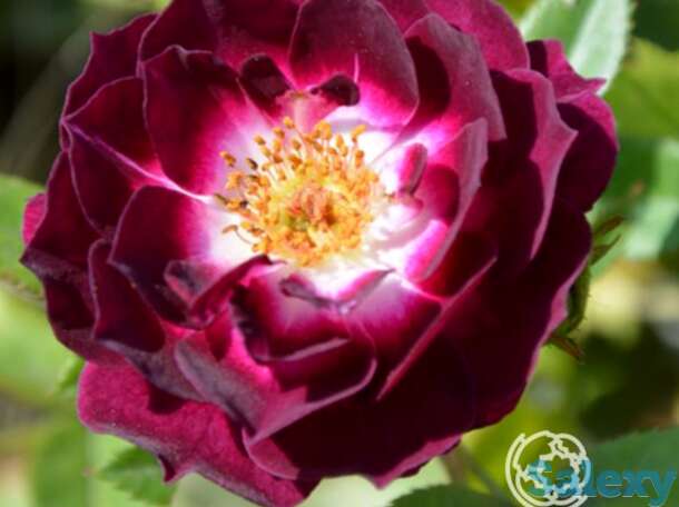 Роза даймонд айс, викс, фотография 1