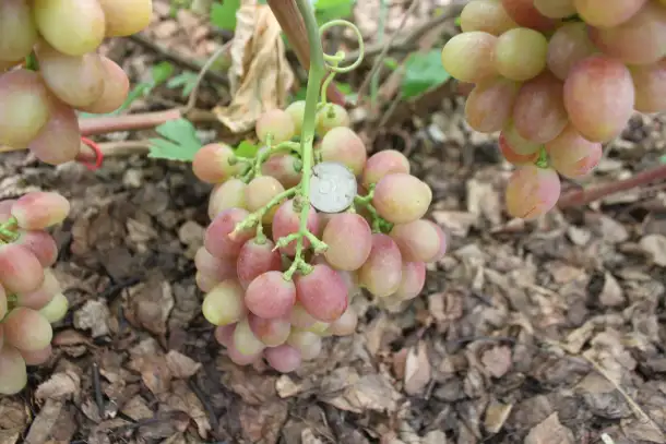 Продам саженцы винограда, фотография 4