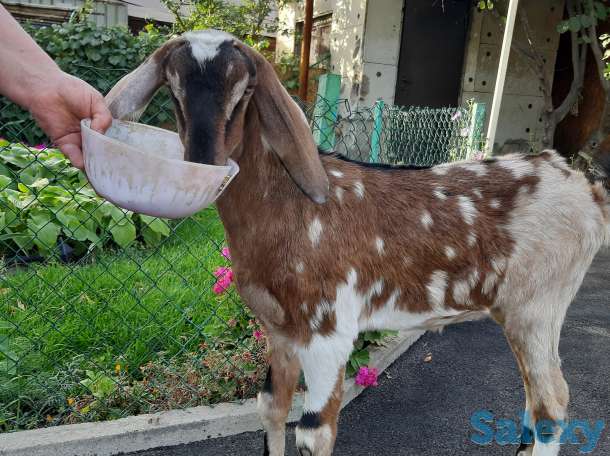 Продам Козочку англо нубийской породы, фотография 2