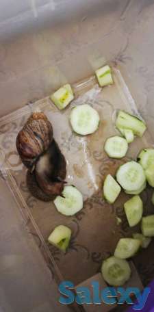 Улитки, фотография 7