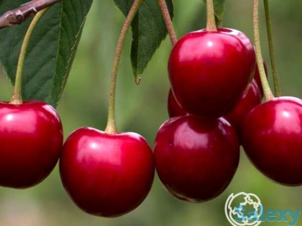 Вишня рубиновая, фотография 1