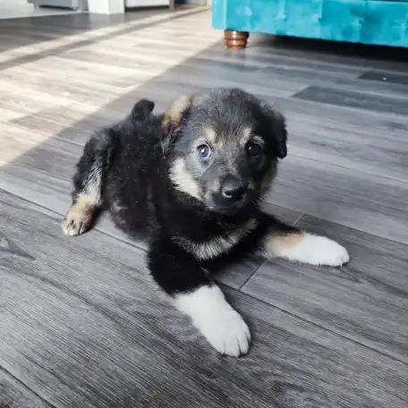 Отдам щенка в добрые руки, фотография 1