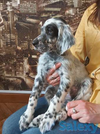 щенки английский сеттер, фотография 5