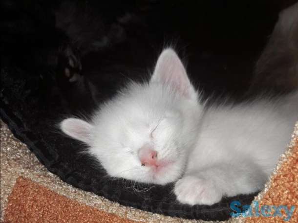 Отдам в хорошие руки, фотография 6