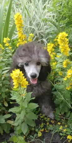 Породистые щенки малого и миниатюрного  карликового пуделя, фотография 2