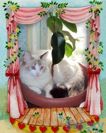 Отдам кошку в хорошие руки., фотография 1