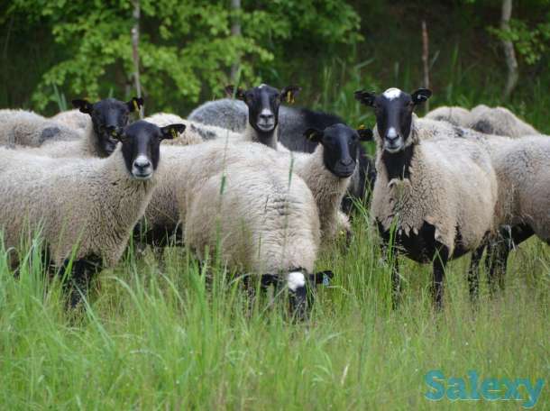 Племенные овцы породы Романовская (скот из Европы класса Элита и Элита Рекорд), фотография 9