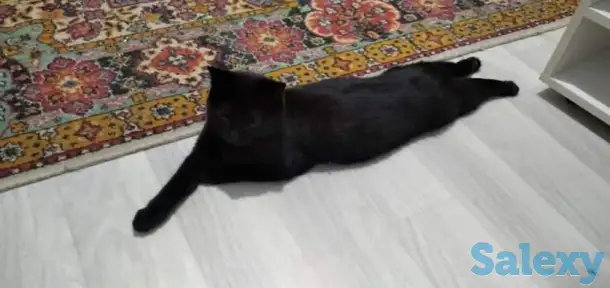 Пропала кошка, фотография 2