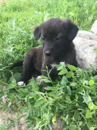 Красивые щенки ищут любящих хозяев, фотография 3