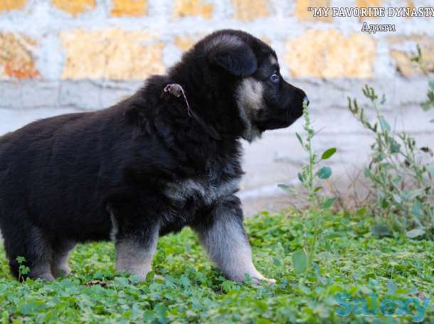 Щенки Восточноевропейской овчарки, фотография 8