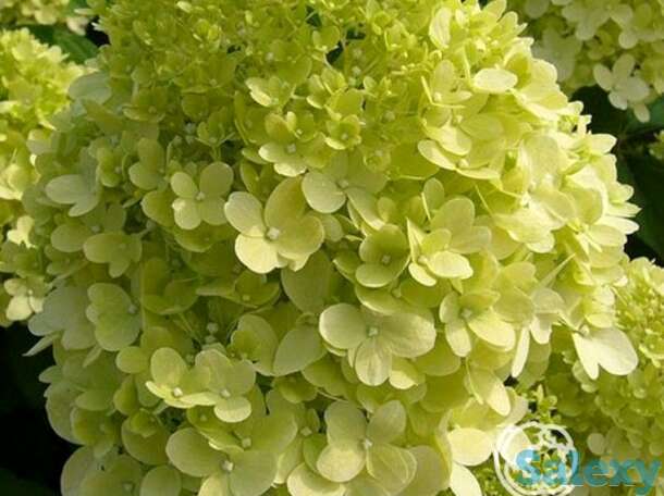 Гортензия канделайт, фотография 1