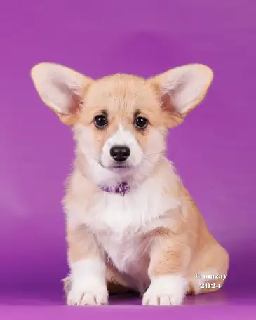 Щенки Вельш Корги Пемброк, фотография 5