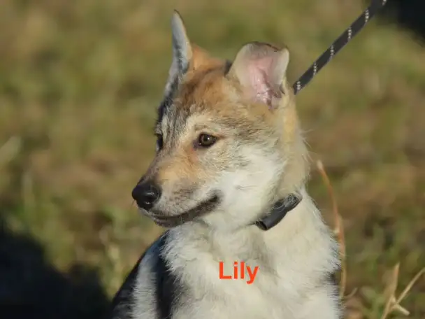 Чешский VolfDog Чешский волчак, фотография 1