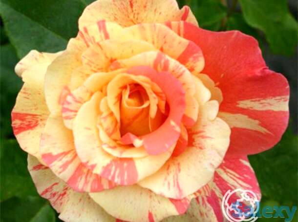 Роза фруит, мейян, фотография 1