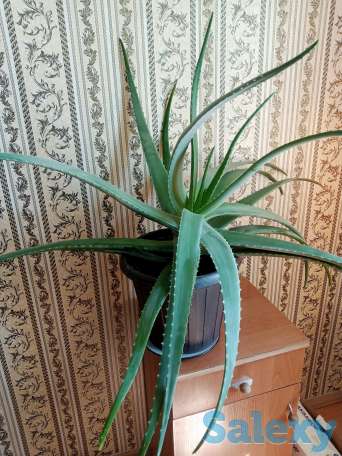 Алое вера, фотография 1