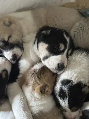 В продаже щенки Алабая, фотография 6