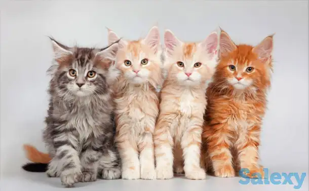 Шикарные котята Мейн Куна, фотография 1