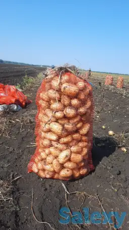 Картофель (товарной группы), фотография 2