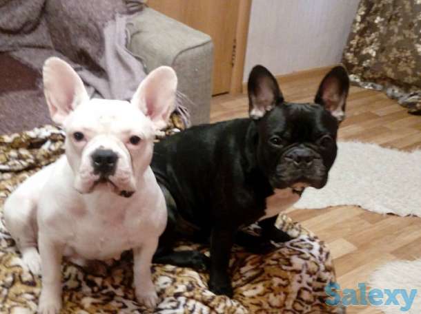 Французские бульдоги, фотография 8