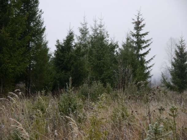 хвойные деревья, фотография 1