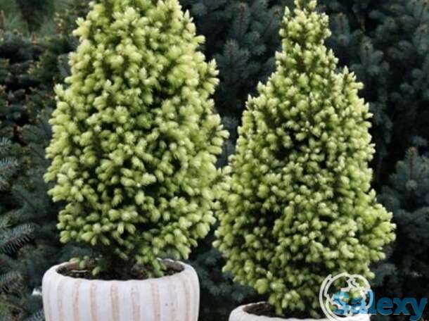 Ель канадская сан оф зе скай, фотография 1