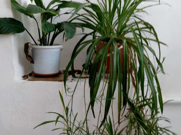 Домашние и офисные цветы, фотография 9