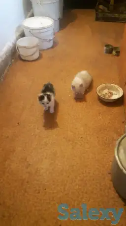 отдам котят в хорошие руки, фотография 3