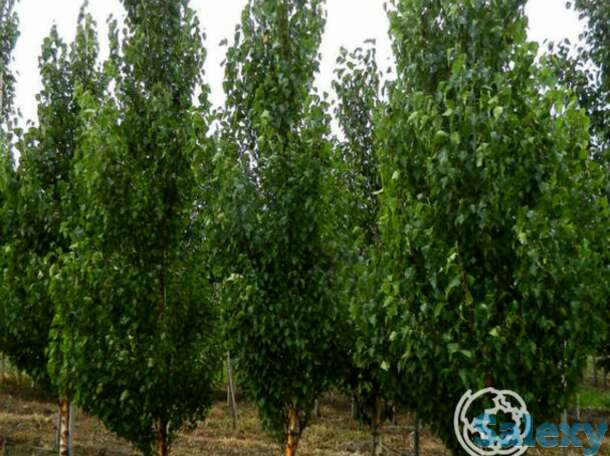 Береза фастигиата, фотография 1