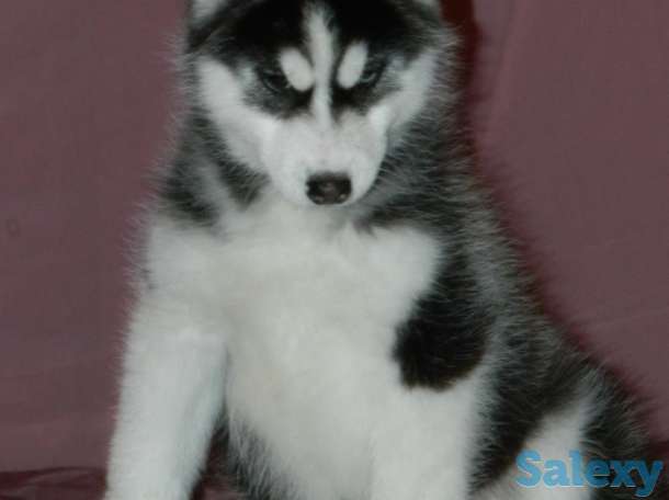 Породные щенки хаски, фотография 10
