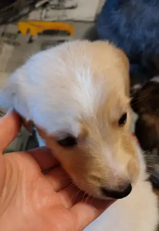 Щенки с премиум окрасом метисы ретривер, фотография 1