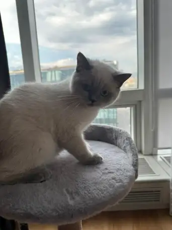 Продается кот, фотография 1