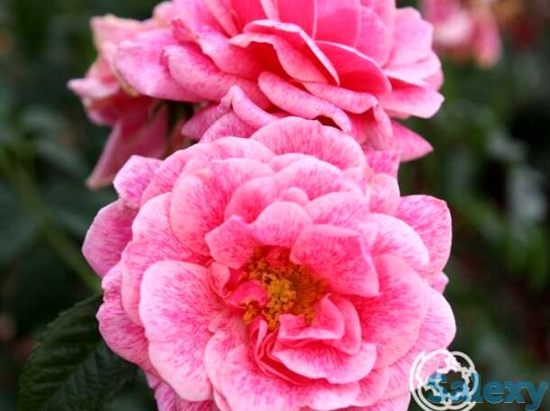 Роза камелот  плетистая, тантау, фотография 1