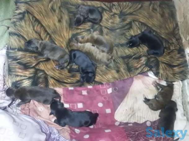 щенки питбультерьер, фотография 2