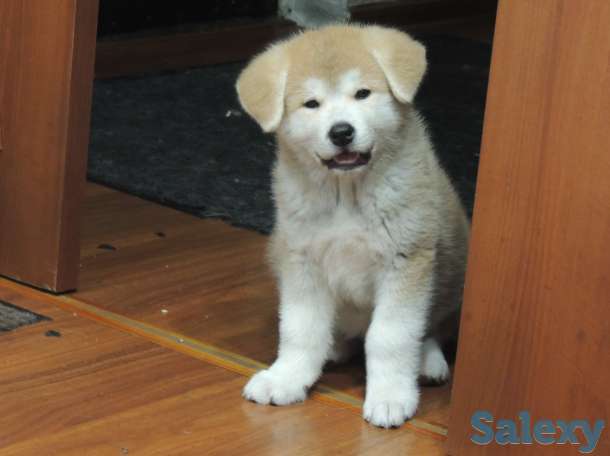 щенки акита ину, фотография 1