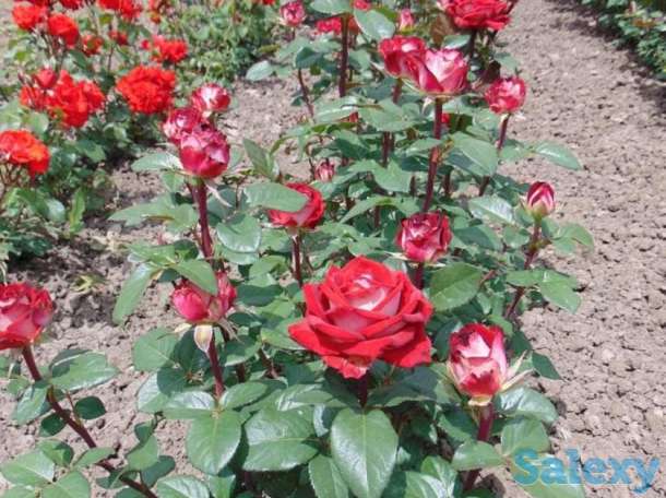 Саженец розы вьющейся и плетистой Сербия, фотография 7