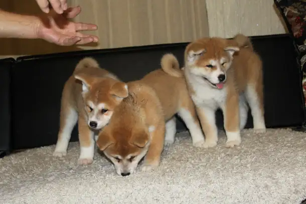 Породистые Щенки японской акита-ину, фотография 5