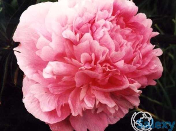 Пион диннер плейт, фотография 1