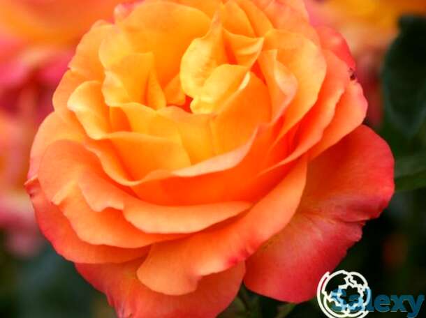 Роза ибица, интерплант, фотография 1