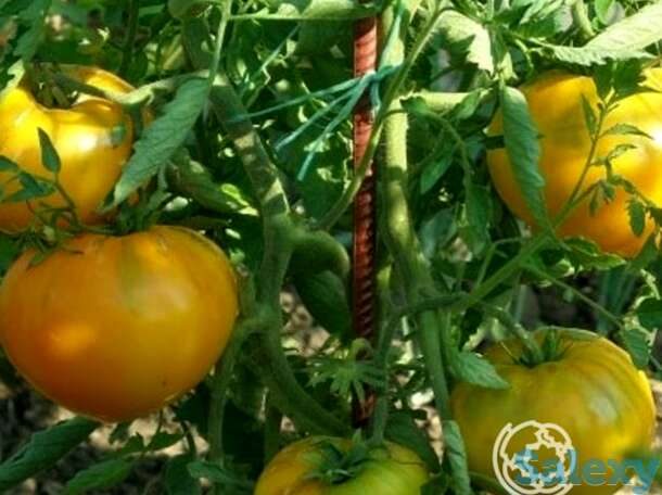 Семена Томат Антоновка медовая 20 шт, фотография 1