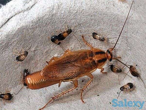 Все от тараканов муравьев блох клопов комаров и тд, фотография 1