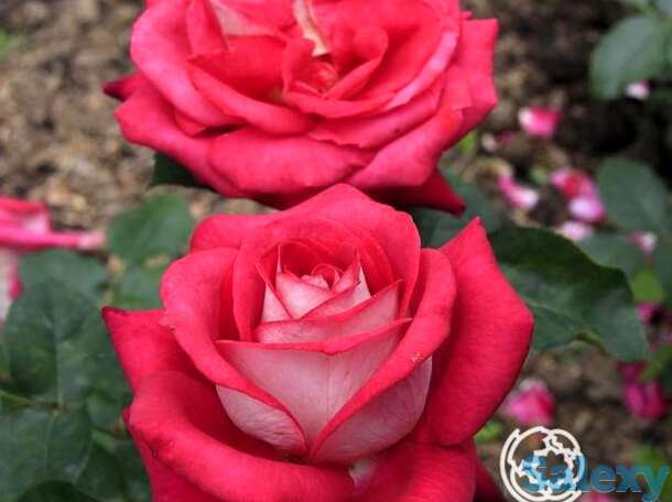 Роза моника беллуччи чайно-гибридная, топалович, фотография 1