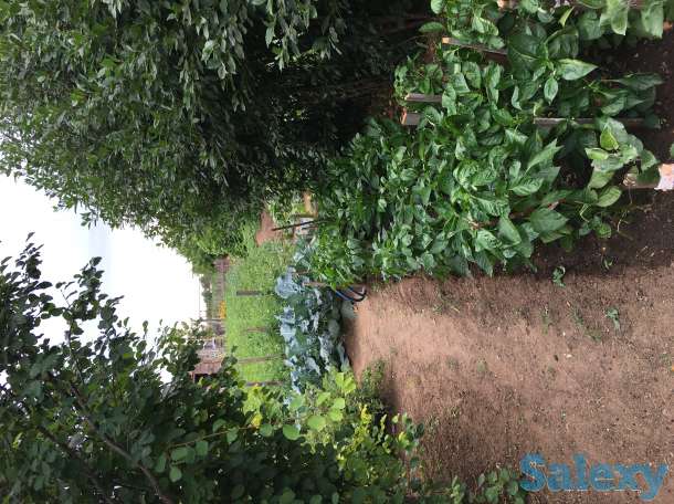 Продам дачу в обществе Союз, фотография 8