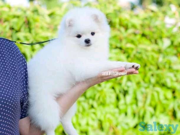 Померанский шпиц белого, патиколорного, мерле окрасов, фотография 2