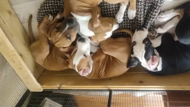 Щенки стаффорда, фотография 2