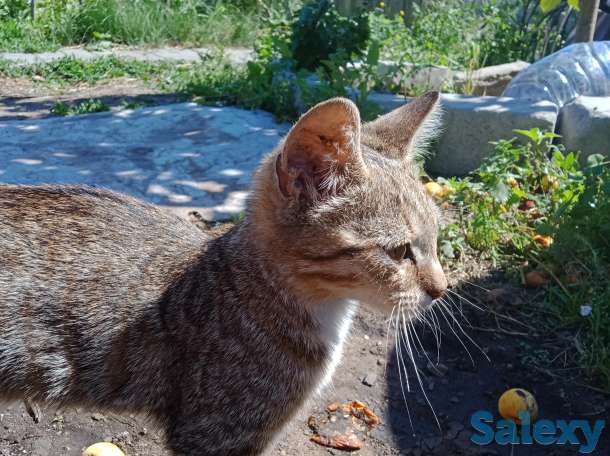 Продам милого катёнка,, фотография 2