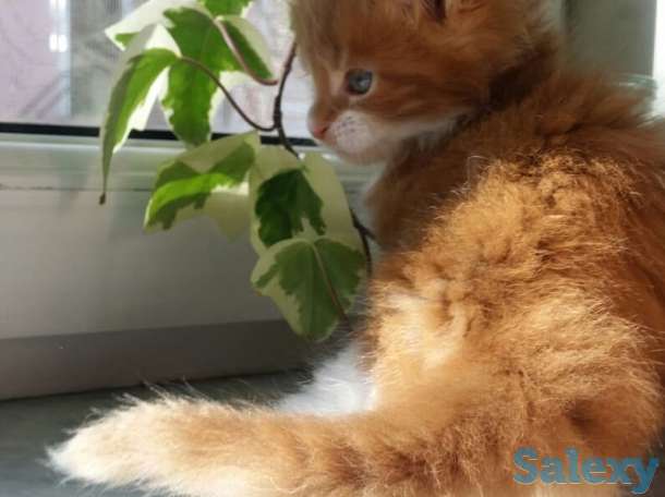 Котята Мейн-кун, фотография 3