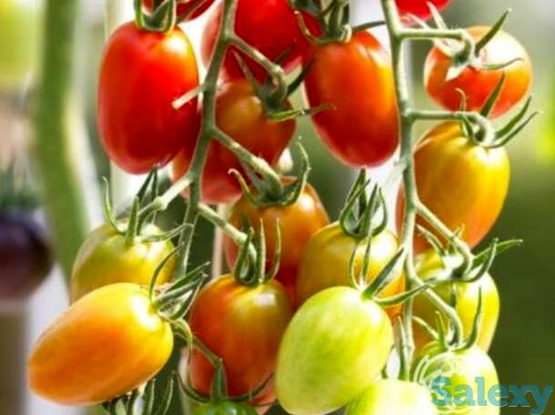 Семена Томат Комнатный сюрприз, фотография 1