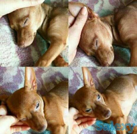 Собака компаньон, фотография 1